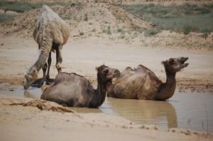 dsc_0104 dsc_0104